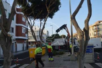 Parques y Jardines elimina en Salinetas el árbol que ensuciaba los recipientes de basura (Foto TA)